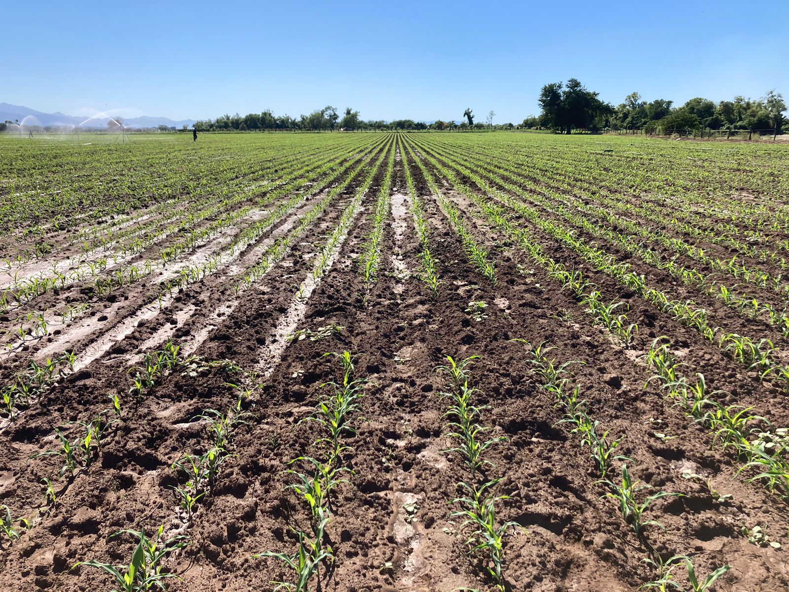 Planta con problemas por encharcamiento